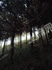 三明将乐县 200亩 灌木林地 经营权转让