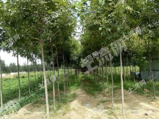 廊坊大厂回族自治县 64亩 有林地 经营权转让