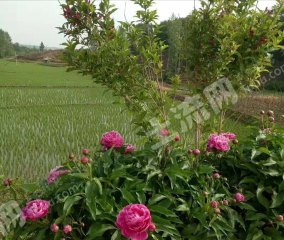 吉林梅河口120亩有林地经营权转让