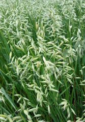 齐齐哈尔碾子山区2050亩旱地经营权出租