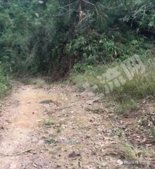 肇庆怀集县1700亩有林地经营权转让