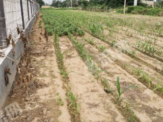 濰坊高密市3300平米宅基地使用權(quán)出租