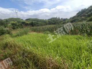 眉山仁寿县 1000亩 旱地 经营权出租
