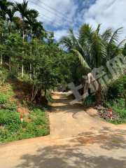 海南五指山市 150 有林地 经营权转让