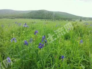 大兴安岭加格达奇区300000亩天然牧草地经营权出租