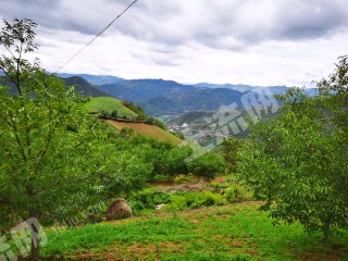 大理永平县 300亩 其它林地 经营权转让