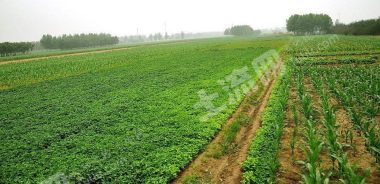 廊坊广阳区 20亩 其它耕地 转让