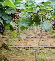 廊坊永清县 18亩 果园 经营权出租