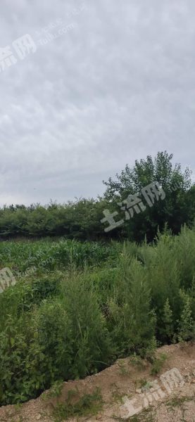 威海荣成市崖头镇100亩山地经营权出租 - 400元/亩/年 - 荣成市土流网