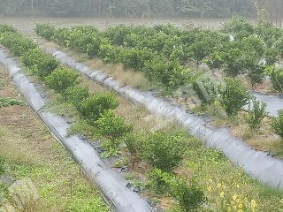 南部县200亩耙耙柑果园经营权转让