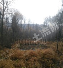 伊春新青区60000亩有林地经营权转让