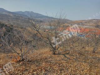 烟台牟平区 50亩 其它林地 经营权转让