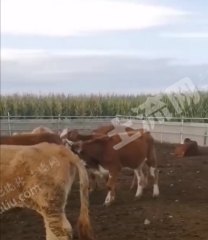 牡丹江爱民区75亩农场经营权转让