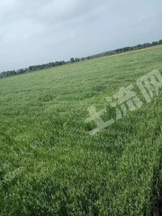 黑河逊克县525亩旱地经营权转让