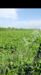 大兴安岭呼玛县270亩旱地经营权转让