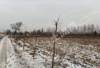 齐齐哈尔克东县5000亩旱地经营权出租