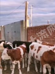 齐齐哈尔碾子山区150亩综合养殖用地经营权转让