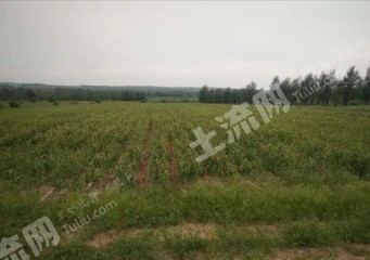 齐齐哈尔梅里斯达斡尔族区850亩旱地经营权出租