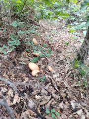 齐齐哈尔泰来县4186亩有林地经营权转让