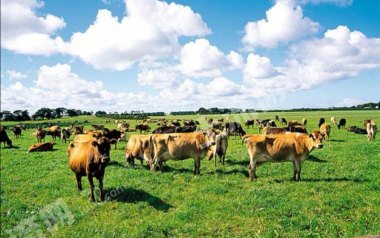 齐齐哈尔泰来县4.5亩综合养殖用地经营权转让