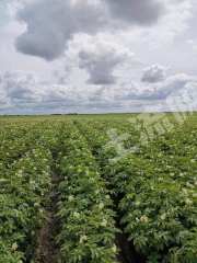 大兴安岭加格达奇区1140亩旱地经营权出租