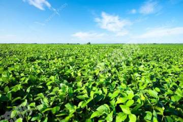 黑河嫩江县18000亩旱地经营权转让