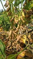 大兴安岭加格达奇区3900亩旱地经营权转让