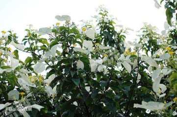 伊春乌马河区90亩有林地经营权转让