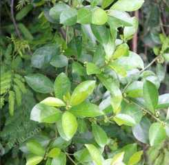 本溪桓仁满族自治县94亩有林地经营权转让