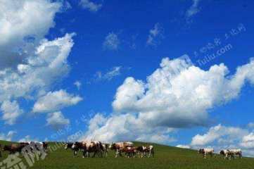 黑河孙吴县1700亩天然牧草地经营权转让