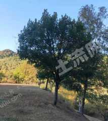 白山浑江区280亩有林地经营权转让