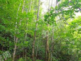 白山浑江区500亩有林地经营权转让