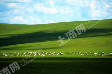 大兴安岭加格达奇区100000亩天然牧草地经营权出租