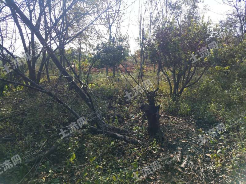 汤池土地出售信息网站_汤池土地出租