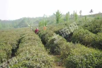 南阳2000亩茶场经营权合作或转让XX1505