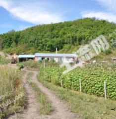 黑河五大连池市1000亩有林地经营权转让