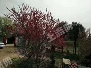 南阳方城县100亩林场及设施经营权转让或出租XX1397