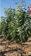 山东烟台 40亩 旱地 经营权转让