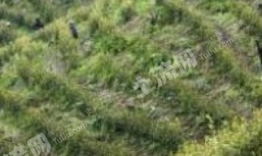 抚州东乡区 1000亩 有林地 经营权转包