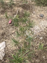 廣東/惠州/惠東縣平潭4000平米大路邊門面地使用權(quán)出租