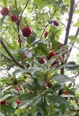 抚州东乡县160亩杨梅园经营权出租