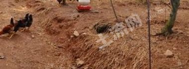 山东烟台 100亩 果园 经营权出租