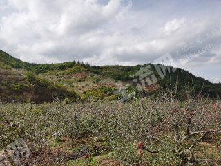 烟台栖霞市 1000亩 灌木林地 经营权转包