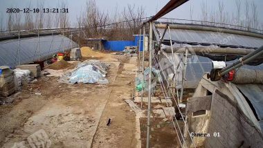 济南市中区10.5亩大棚经营权转包