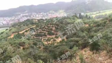 吉安井冈山市108亩有林地经营权转让