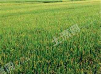 佳木斯抚远市450亩水田经营权转让