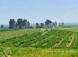 齐齐哈尔克东县700亩旱地经营权出租