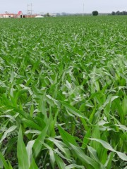 绥化兰西县5000亩旱地经营权出租