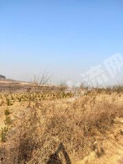 济南  平阴县 800亩 农场经营权转让
