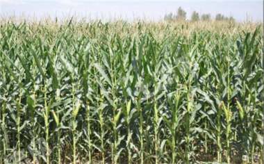 兴安盟阿尔山市20000亩旱地经营权出租